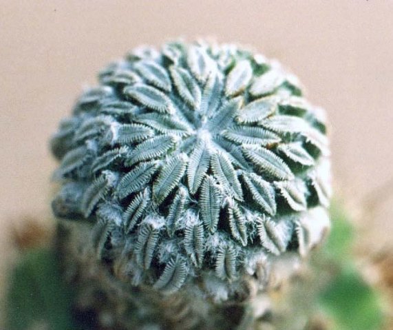 Pelecyphora_aselliformis_2